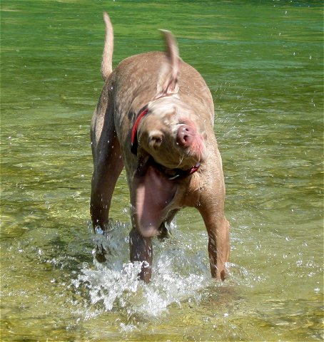 An der Isar bei Baierbrunn (8.7.2010)
