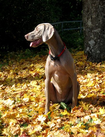 Freika auf dem Schwarzenberg (9.10.2008)
