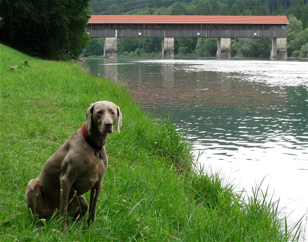 Am Isarwehr bei Baierbrunn (15.7.2010)
