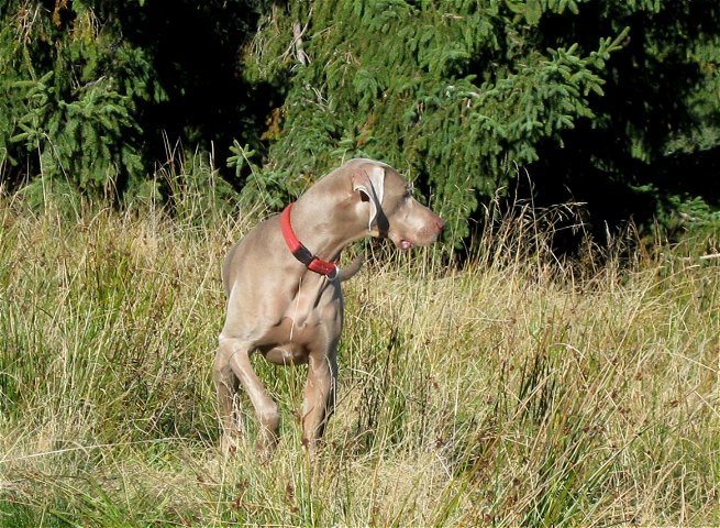 wieder mal auf der Gindelalm (4.10.2010)
