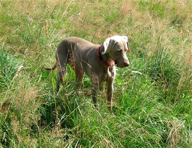 Neureut, Tegernsee (31.8.2011) 