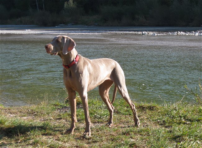 An der Isar, Nhe Marienklause (24.10.2011)
