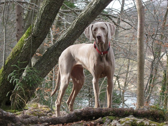 An der Isar bei Grnwald (29.3.2012)
