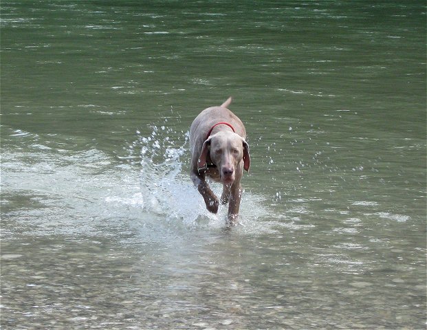 an der Isar (16.7.2009)<br>