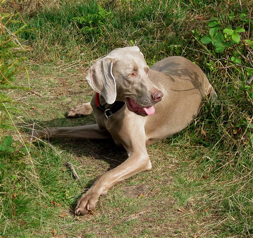 Gindelalmschneid (24.9.2009)
